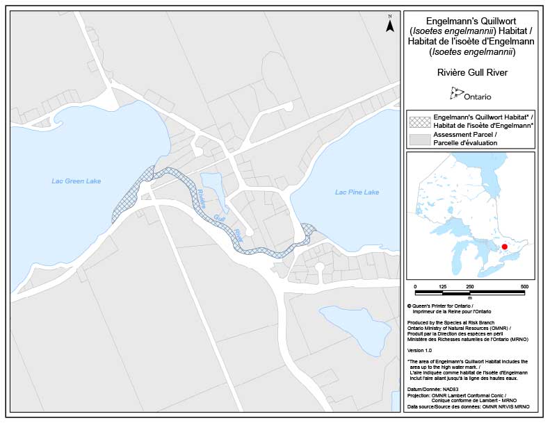 Engelmann’s Quillwort (Isoetes engelmannii) Habitat – Gull River 