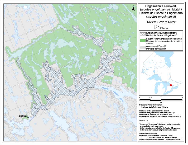 Engelmann’s Quillwort (Isoetes engelmannii) Habitat – Severn River