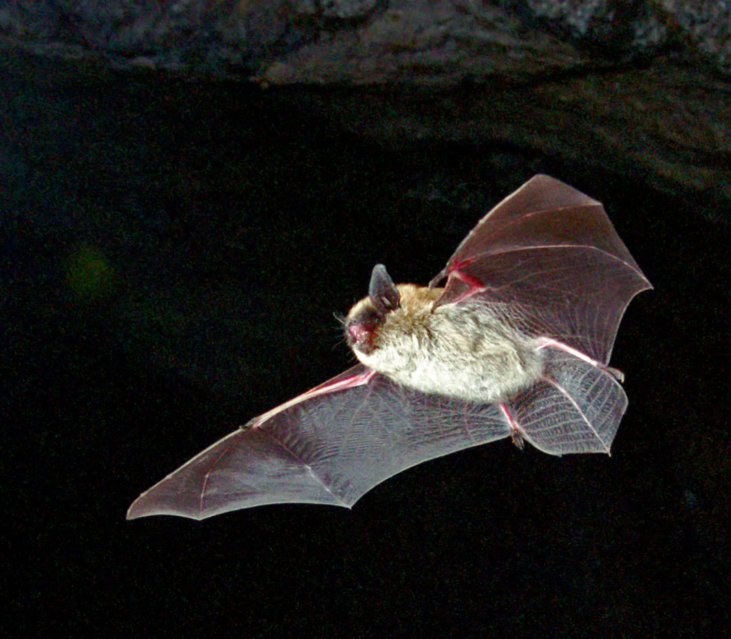 A photograph of an Eastern Small-footed Myotis.