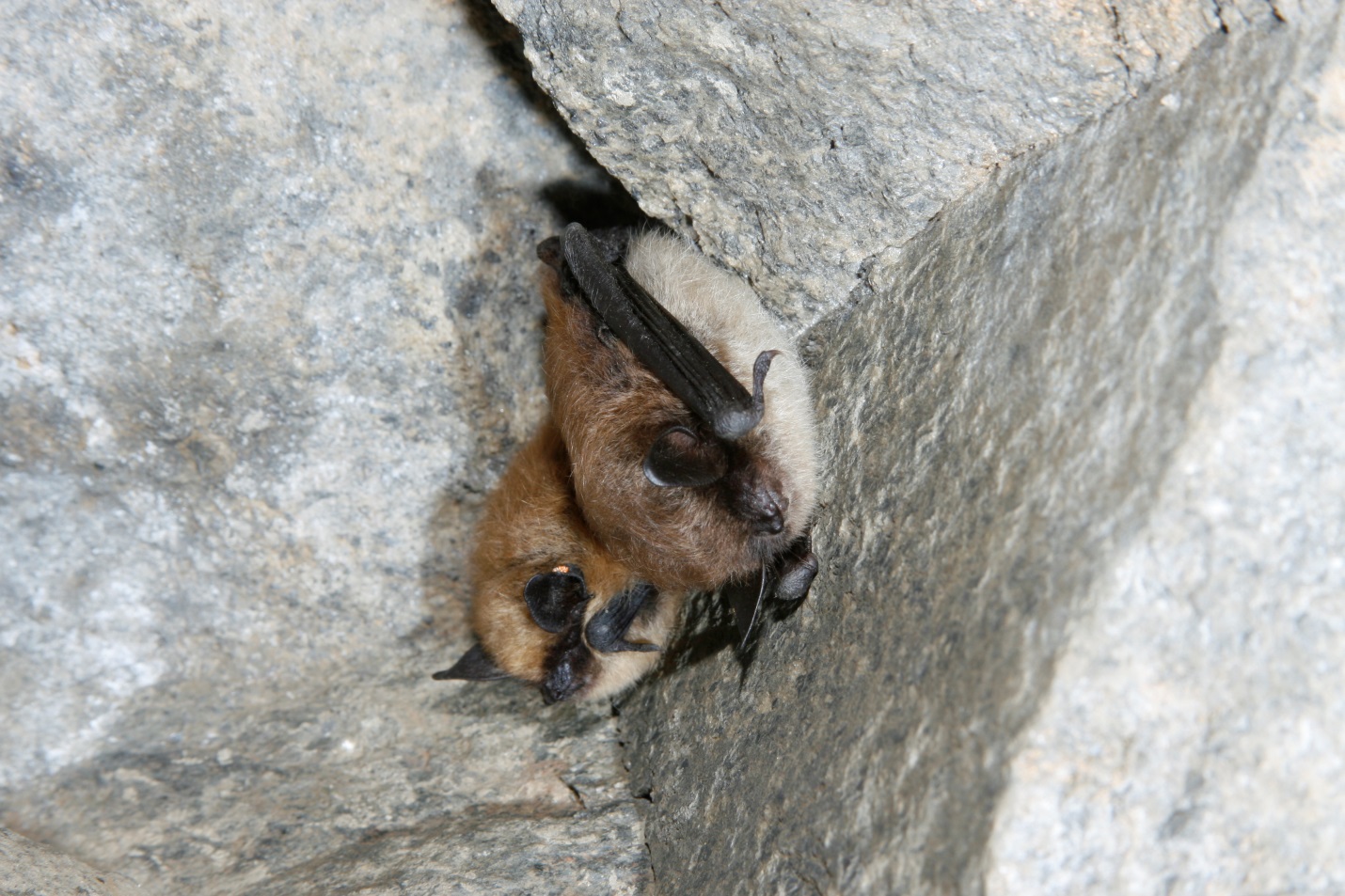 Photograph of an Eastern Small-footed Myotis and a Little Brown Myotis.