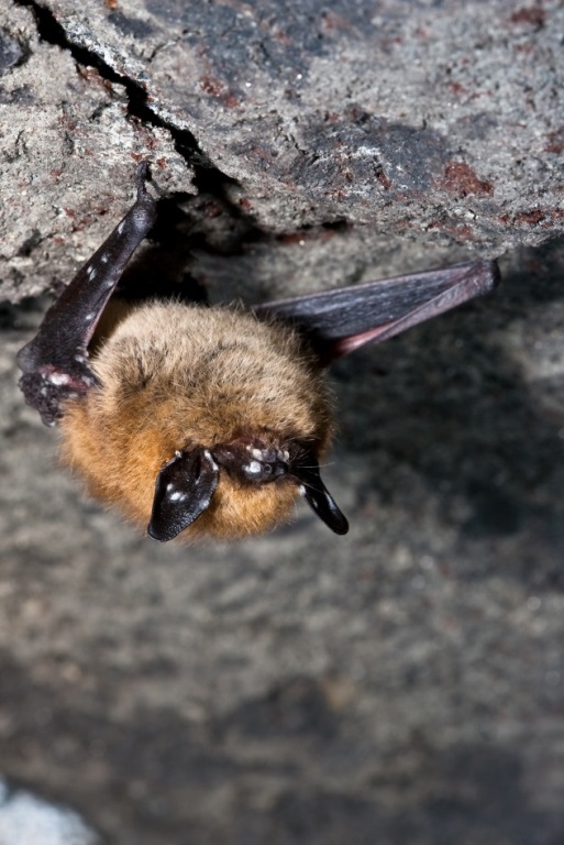Photograph of an Eastern Small-footed Myotis clinging to overhead rock, with white spots on its wing, nose and ears.