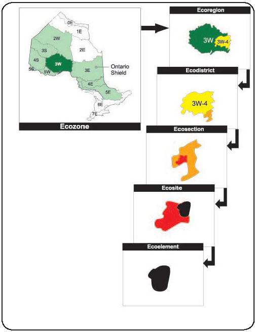 The levels in the Ontario Ecological Land Classification hierarchy.