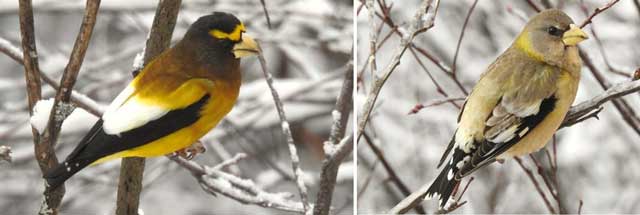 colour photograph of two evening grosbeak birds on snow-covered branches.