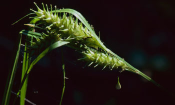 Photo of False Hop Sedge flowering structure.