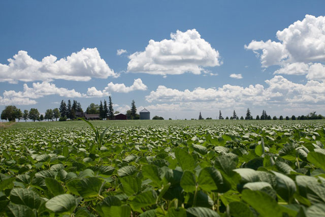 A ground-level photo of a farmer's field.