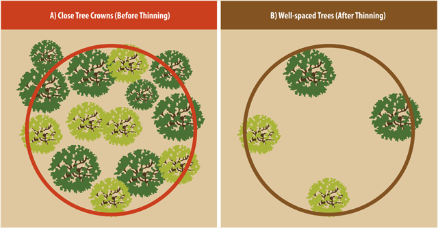 Image of two sets of tree crowns before and after being spaced and thinned out