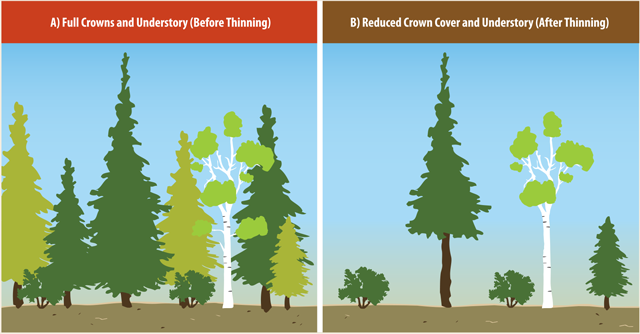 Image of tree crowns before and after spacing, thinning, and pruning