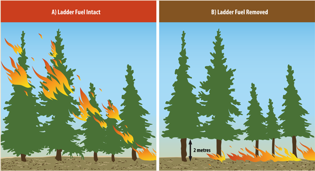 Image of two sets of trees showing a fire pathway