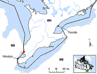 Figure 1 shows the Canadian distribution of White Prairie Gentian, which is limited to one small area around Lake St. Clair in Ontario.