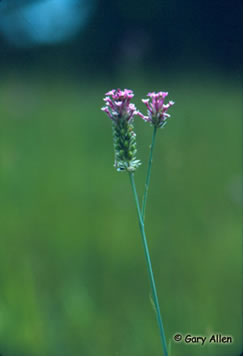 Photo: Pink Milkwort