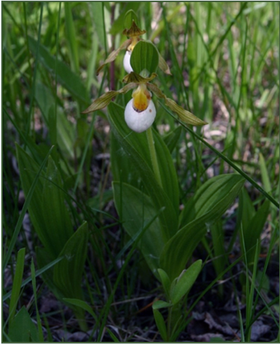 Figure 1 is a photograph of the Small White Lady’s-slipper. 