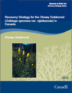 Cover of the publication: Recovery Strategy for the Showy Goldenrod (Solidago speciosa var. rigidiuscula) in Canada – 2012