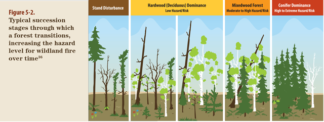 image of a forest in different stages of growth including stand disturbance, hardwood (deciduous) dominance low hazard/risk, mixedwood forest moderate to high hazard/risk, and conifer dominance high to extreme hazard/risk.