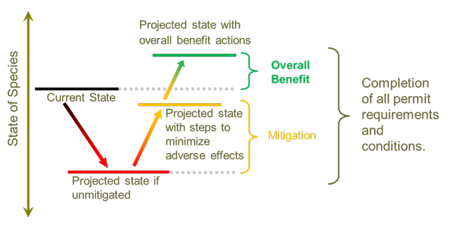 a figure depicting the state of the species and how to achieve overall benefit. It shows the current state of the species, which would decline if an activity occurred and was unmitigated. The state of the species would increase, but be less than the original state if an activity took steps to minimize adverse effects. By completing overall benefit action, it would increase the state of the species beyond which it was originally. Completion of all permit requirements and conditions (for example mitigation and overall benefit) would result in an increased state to the original condition of the species. 