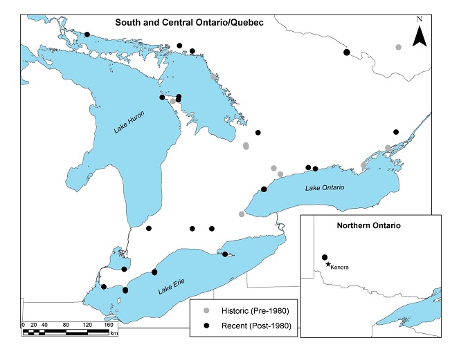 Map of distribution evidence for the Kirtland’s Warbler in Canada. The map is confined to Ontario. Observation records are coded as historic (from before 1980) or recent (from after 1980). Most of the records are recent, and are generally scattered across southern Ontario, especially near the Great Lakes and other large water bodies, with one record in distant northwestern Ontario near Kenora.