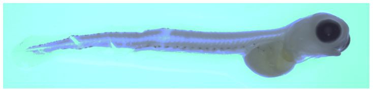 L’image montre un cisco larvaire qui a été prélevé dans le lac Simcoe au printemps 2017. Le poisson sur l’image mesure environ 9 mm de long. Les codes-barres génétiques ont été effectués au laboratoire génétique de la Section de la recherche et de la surveillance en matière de pêche du ministère des Ressources naturelles et des Forêts pour identifier les espèces de poissons