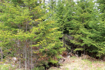 Forêt d’épinettes pourvue d’une végétation dense de conifères et de combustibles étagés