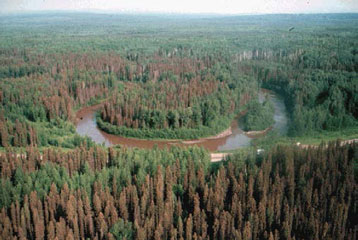 Bird’s eye view image of insect damage in a coniferous forest
