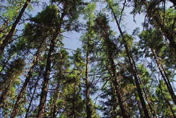 Image of high density treetops in a coniferous forest