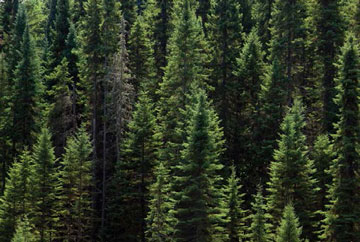 Image of a high density coniferous forest