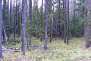 Image of an unmanaged pine plantation