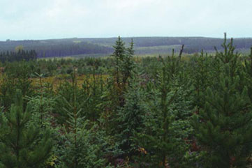 Bird’s-eye view image of an immature conifer plantation