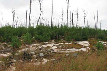 Image of an immature dense conifer plantation with dead standing trees