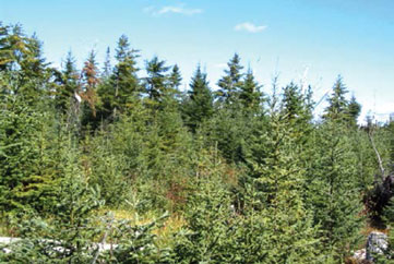 Image of mixed forest showing immature and mature conifer trees