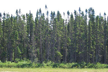 Image of a dense boreal spruce forest