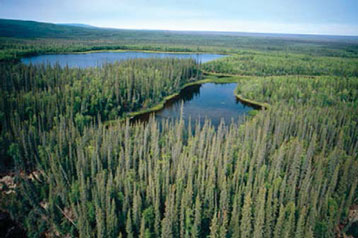 A bird’s eye view image of a dense spruce forest