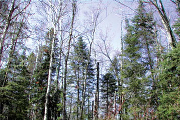 Image of a Mixedwood forest with mostly conifer species