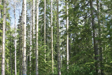 Image of a mixedwood forest