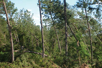 Image of coniferous forest with storm damage