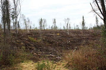 Rémanents de récolte forestière créant une accumulation de combustibles de profondeur