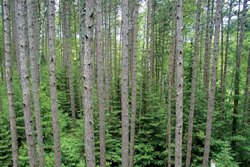 Image of a pine plantation