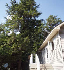 Image of conifer fuels overhanging a stucture