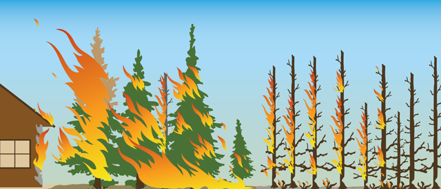 Les arbres et les arbustes en combustion produisent des flammes qui sont en contact direct avec le parement et la toiture de la structure adjacente