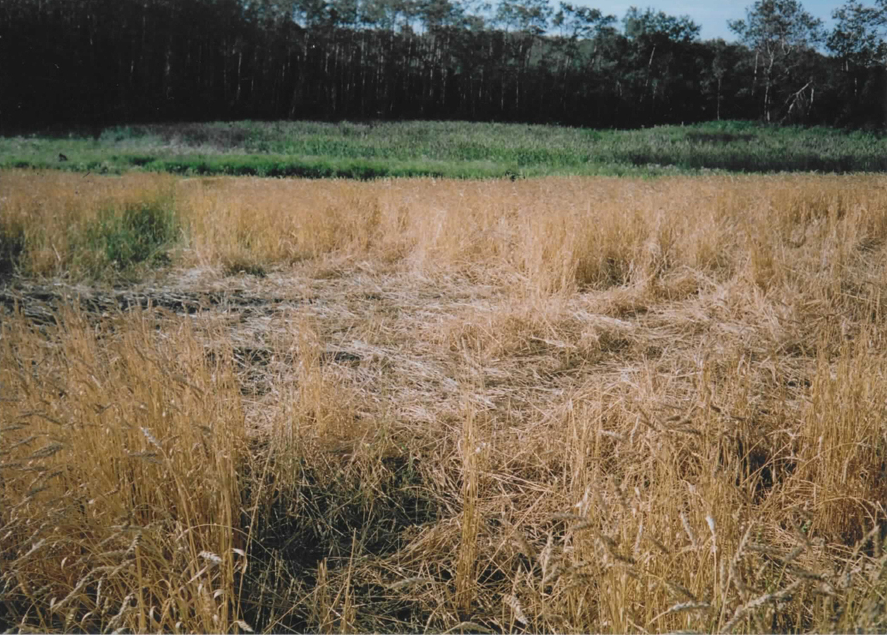 Grain field showing rooting damage caused by feral pigs in one night.