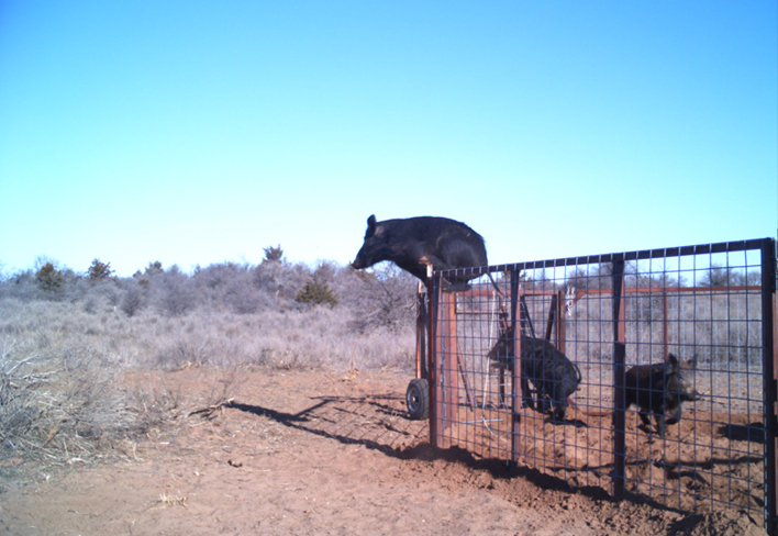 Un porc saute par-dessus une haute clôture à panneaux grillagés.