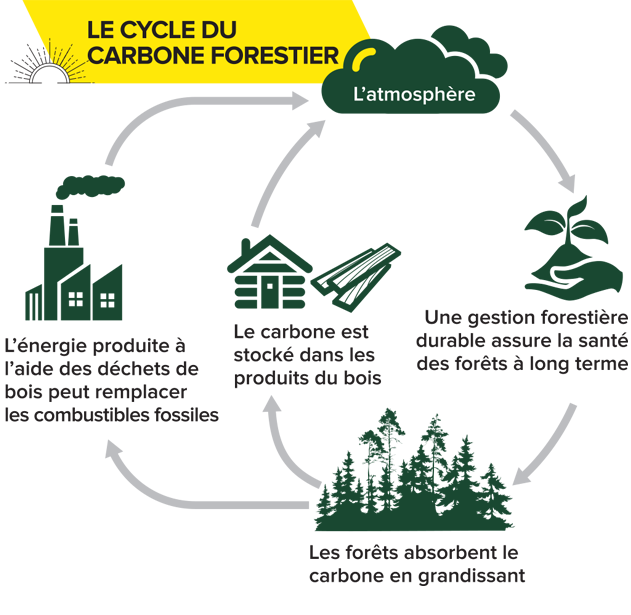 Le cycle du carbone forestier