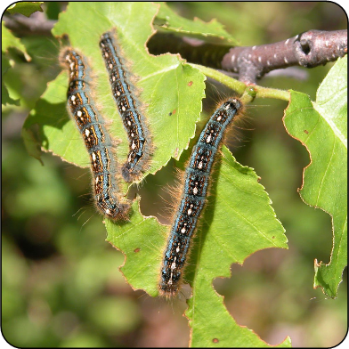 Forest tent caterpillar larvae defoliating poplar