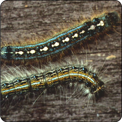 Forest tent (above) and eastern tent caterpillars (below)