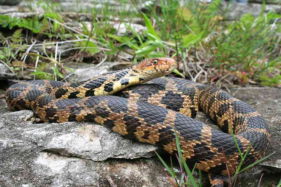 A photograph of an Eastern Foxsnake coiled on a rock