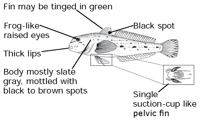A Round Goby’s key identification features are its frog-like eyes, black spot on dorsal fin and suction-cup like pelvic fin.