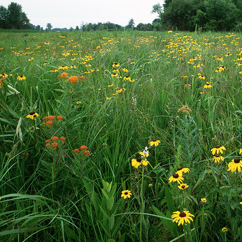 A photograph of a native tallgrass prairie