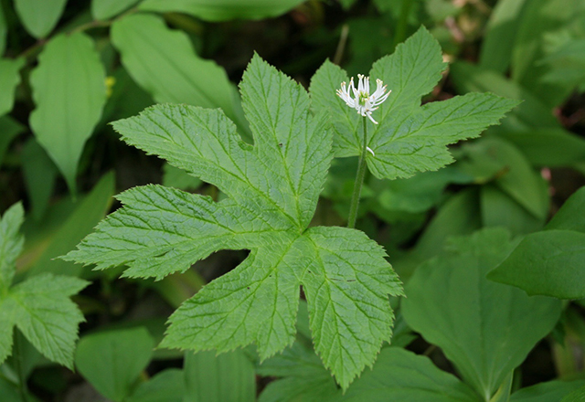 Photo of a Goldenseal plant, showing a white flower with green in the middle, on a slightly hairy stem, with a large green leaf