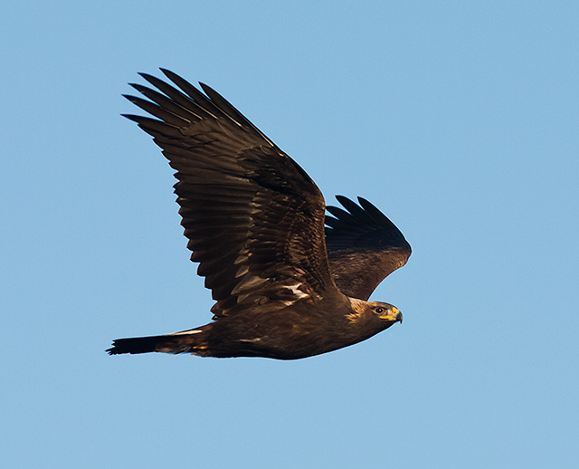 Colour photo of Golden Eagle in flight.