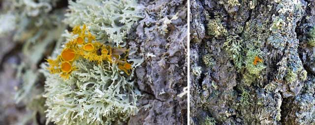 colour photograph of the golden-eye lichen (great lakes population).