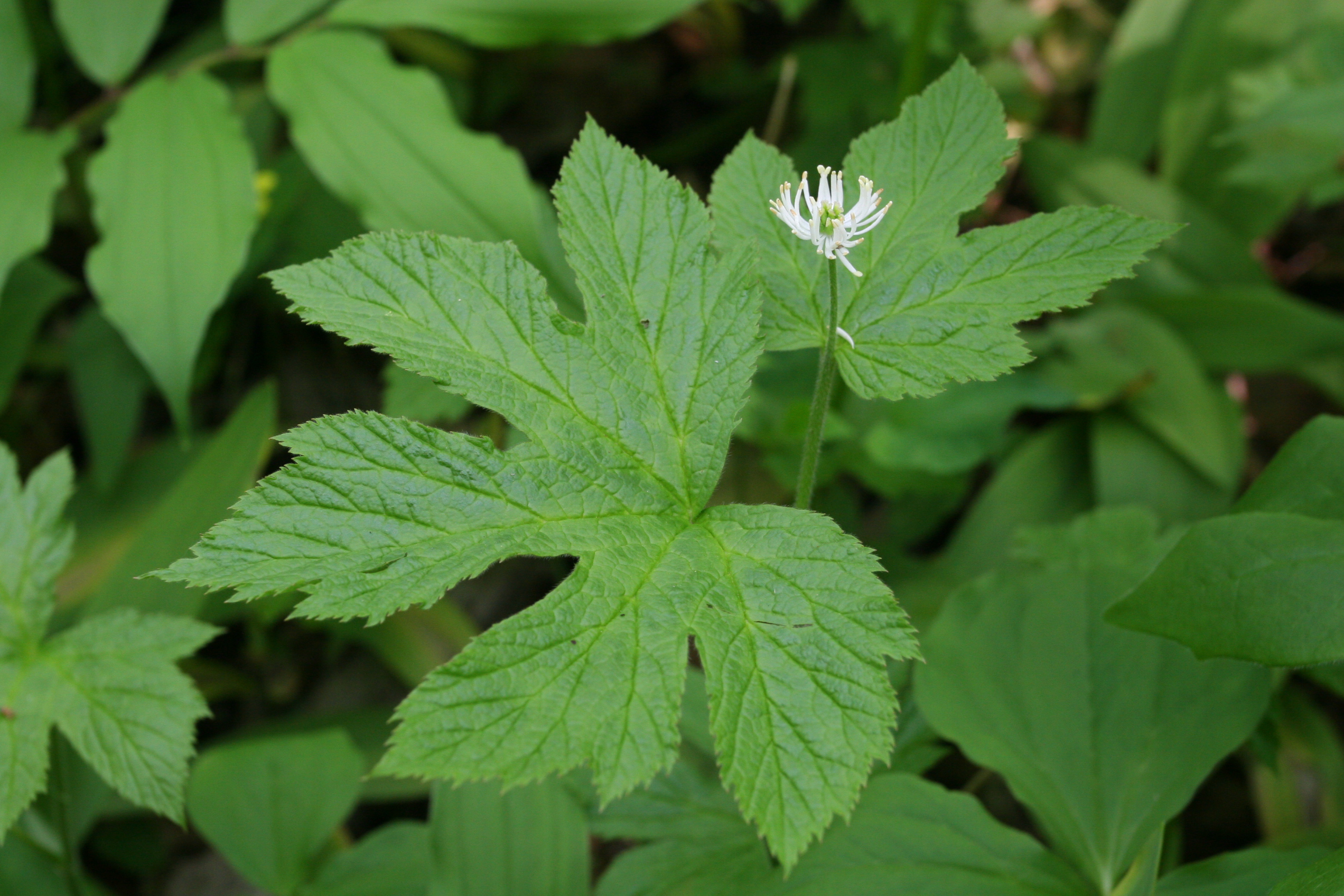 Photograph of a Goldenseal plant, showing a white flower with green in the middle, on a slightly hairy stem, with a large green leaf.