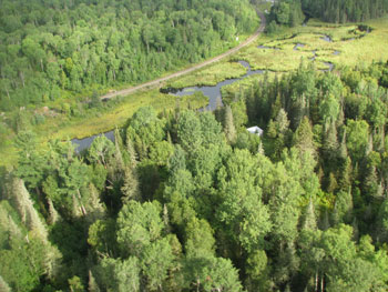 colour aerial photo of Gooderham Old Growth White Pine Conservation Reserve at southern periphery.